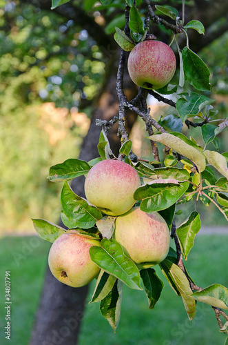 Photo: Apfelbaum Apfelbaum