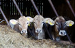 Foto: Tiere im Stall Tiere im Stall