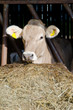Foto: Kuh im Stall Kuh im Stall
