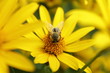 Foto: biene biene
