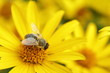 Foto: biene biene