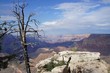 Photo: arbre mort au dessu du grand canyon arbre mort au dessu du grand canyon