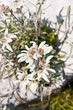 edelweiss