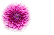 Blühende Dahlie (Dahlia) mit großer Schärfentiefe