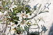 edelweiss
