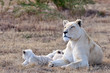 Foto: lionne avec ses petits lionne avec ses petits