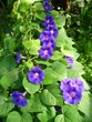 Foto: Prunkwinde Prunkwinde