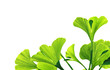 ginkgo biloba leaves