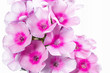 Blühender Phlox paniculata, große DOF