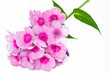 Blühender Phlox paniculata, große DOF