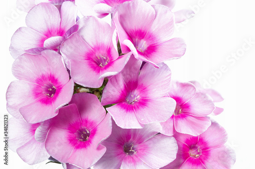 Foto: Blühender Phlox paniculata, große DOF Blühender Phlox paniculata, große DOF