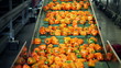 Vídeo: peppers on conveyor for further processing peppers on conveyor for further processing