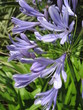 fleur violette