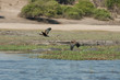 Pareja de gansos egipcios volando
