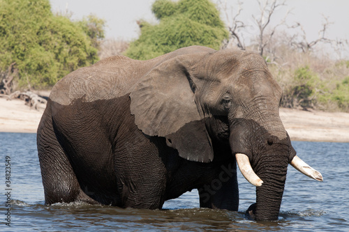 Foto: Elefante cruzando el Chobe Elefante cruzando el Chobe