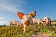 Pigs standing on a pigfarm in Sweden Pigs standing on a pigfarm in Sweden