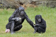 Bonobos