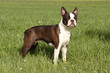 Boston-Terrier Hündin