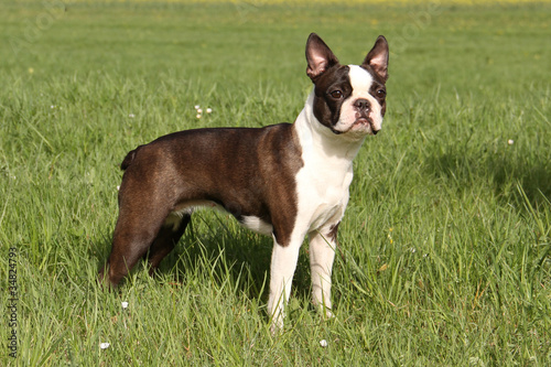 Photo: Boston-Terrier Hündin Boston-Terrier Hündin