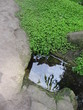 Carré d'eau