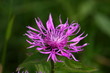 Bergflockenblume