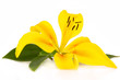 Lilium