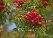 Rowan berries