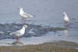 trois mouettes