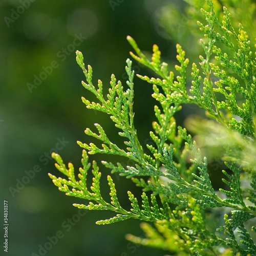 Photo: Thuja Thuja