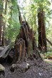 Forest 7