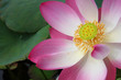 A lotus  or water lily  flower.