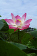 A lotus  or water lily  flower.