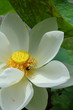 A lotus  or water lily  flower.