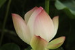 蓮の花