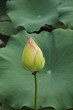 蓮の花