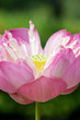 Pink Waterlily Pink Waterlily
