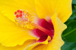 Foto: Closeup of Yellow Hibiscus Closeup of Yellow Hibiscus