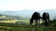 Horse couple grazing in pasture