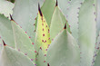 Agave 07