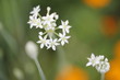 にらの花