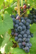 raisin du rhône