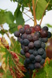 grappe des coteaux du lyonnais