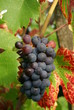 raisin du lyonnais