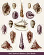 Coquillages