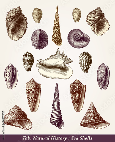 Vektor: Coquillages Coquillages