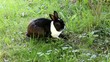 Kaninchen in Wiese