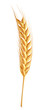 Wheat