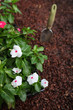 Market pack of Vinca waiting to be planted
