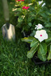 Market pack of Vinca waiting to be planted
