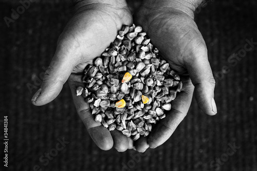 Photo: Hands holding a pile of corn Hands holding a pile of corn